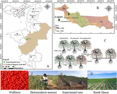Effect of water and nitrogen coupling regulation on the growth, physiology, yield, and quality attributes and comprehensive evaluation of wolfberry (Lycium barbarum L.)